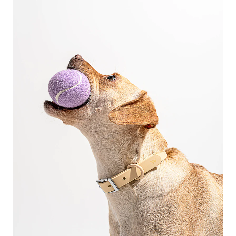 Tpr Tennis Cup Pet Dog Toy